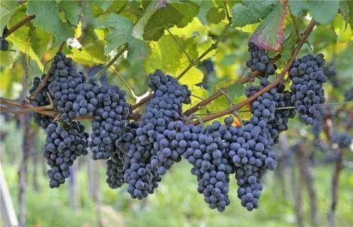 葡萄藤上的圣诞节,温馨节日故事