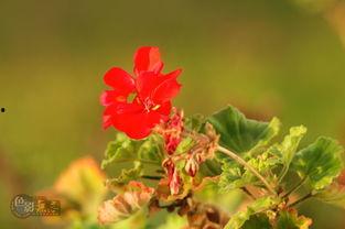 中原一点红,探寻历史名城的传奇印记